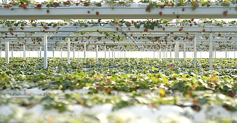 paket sera nedir? paket sera nasıl kurulur?