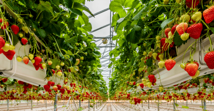 Topraksız Tarım Nedir? Topraksız Tarım Sistemleri ve Avantajları