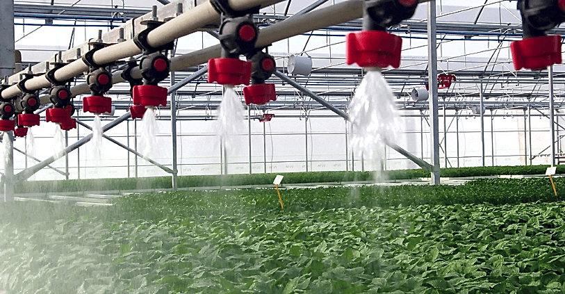 Fide Serası Nedir? Nasıl Kurulur?