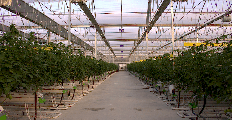 Hidroponik Tarım: Topraksız Geleceğin Tarım Yöntemi